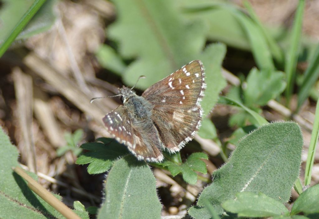 Pyrgus, ma quale? Pyrgus armoricanus, Hesperiidae